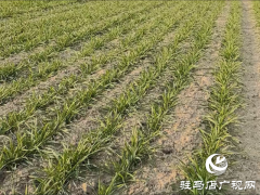 驻马店：做好低温冻害办理 确保小麦平安越冬